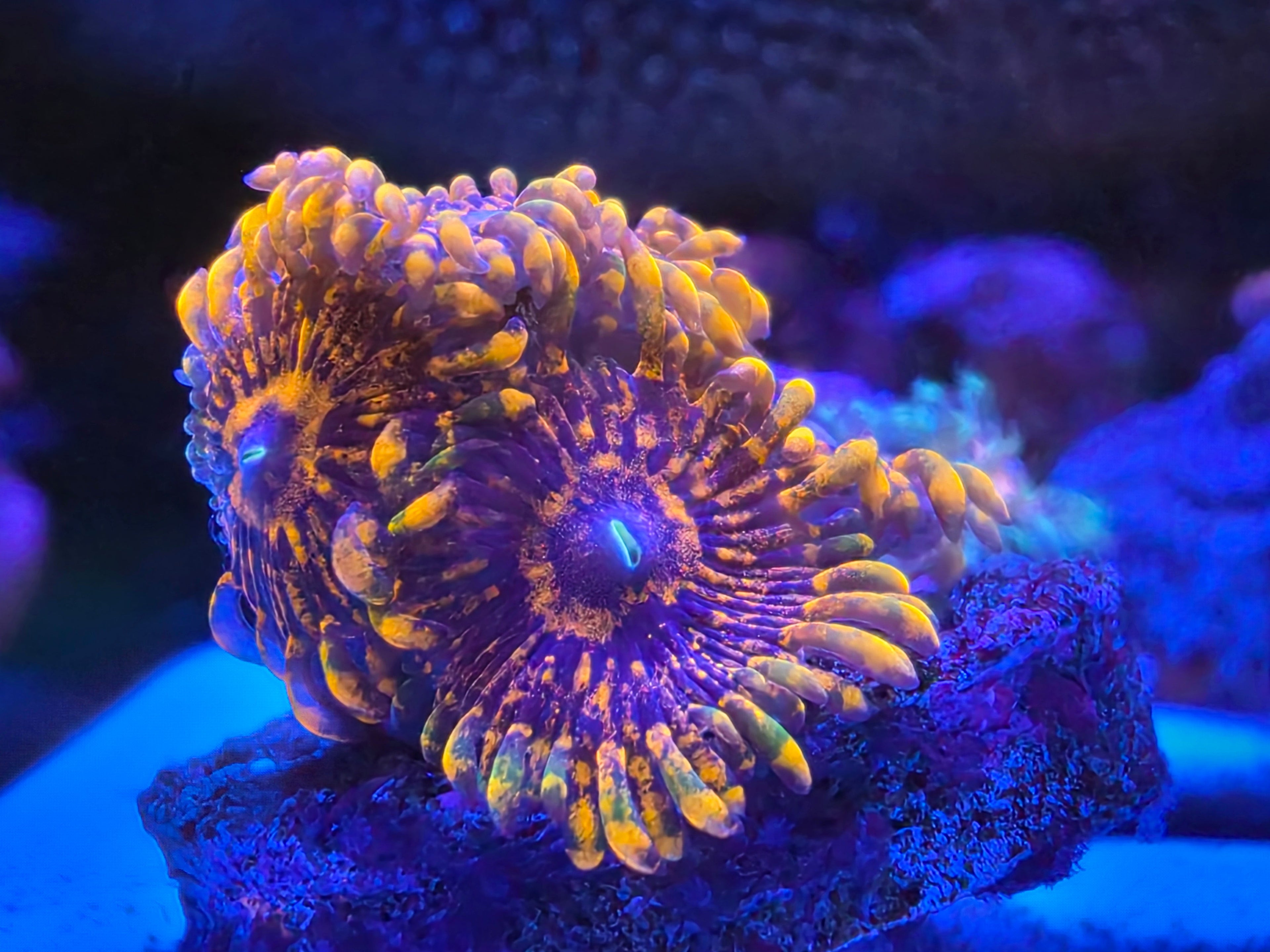 Zoanthids