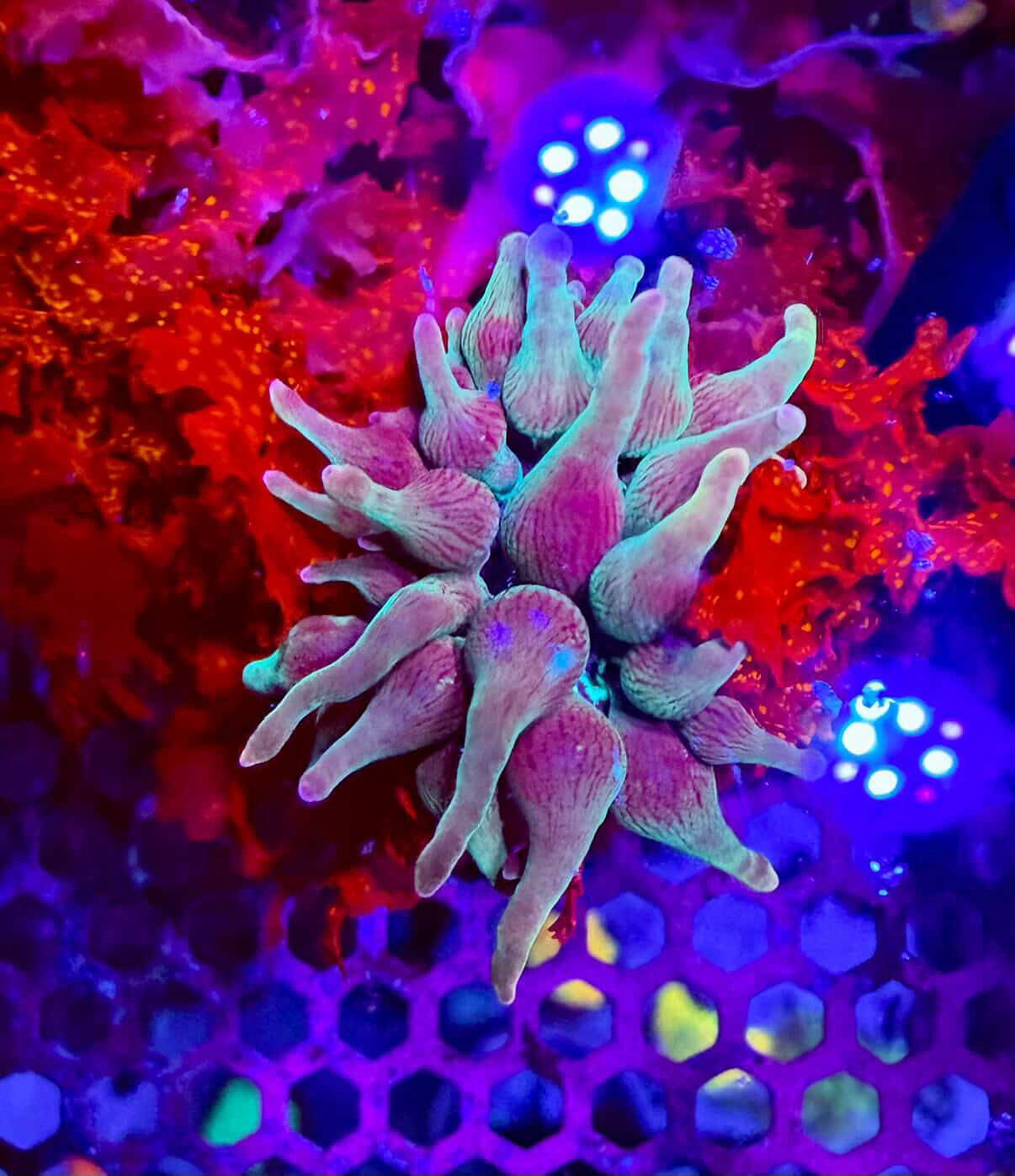 Anemones