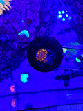 Dayglo Volcano Zoa