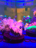 Pink Glitter Goniopora