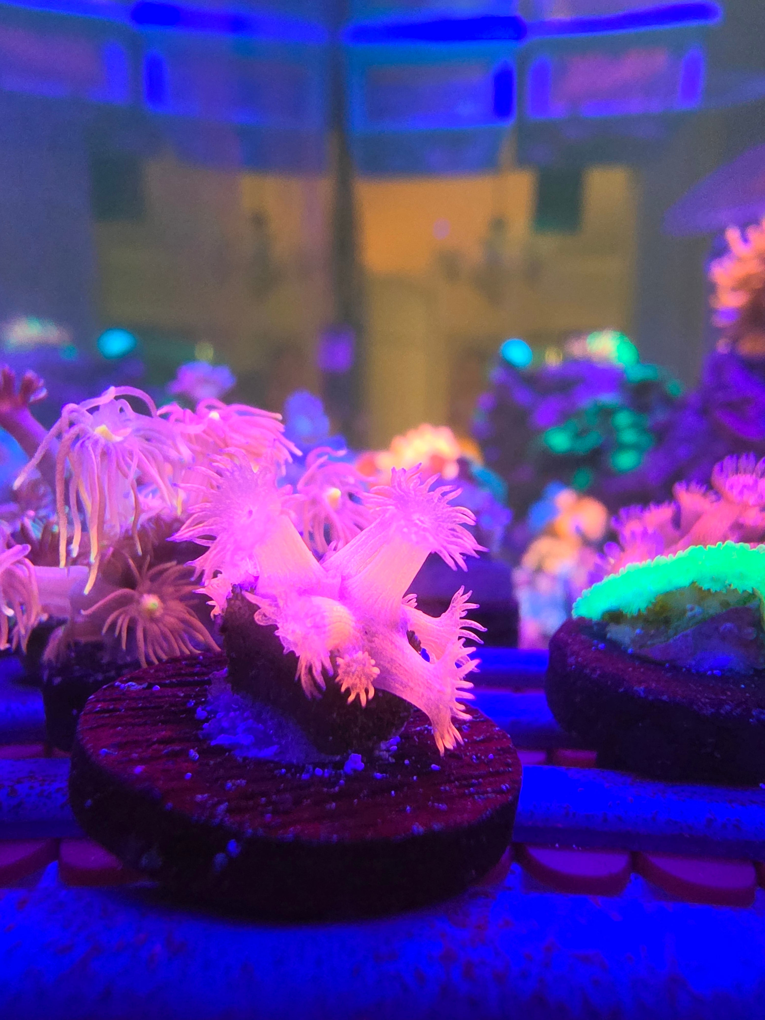 Pink Glitter Goniopora