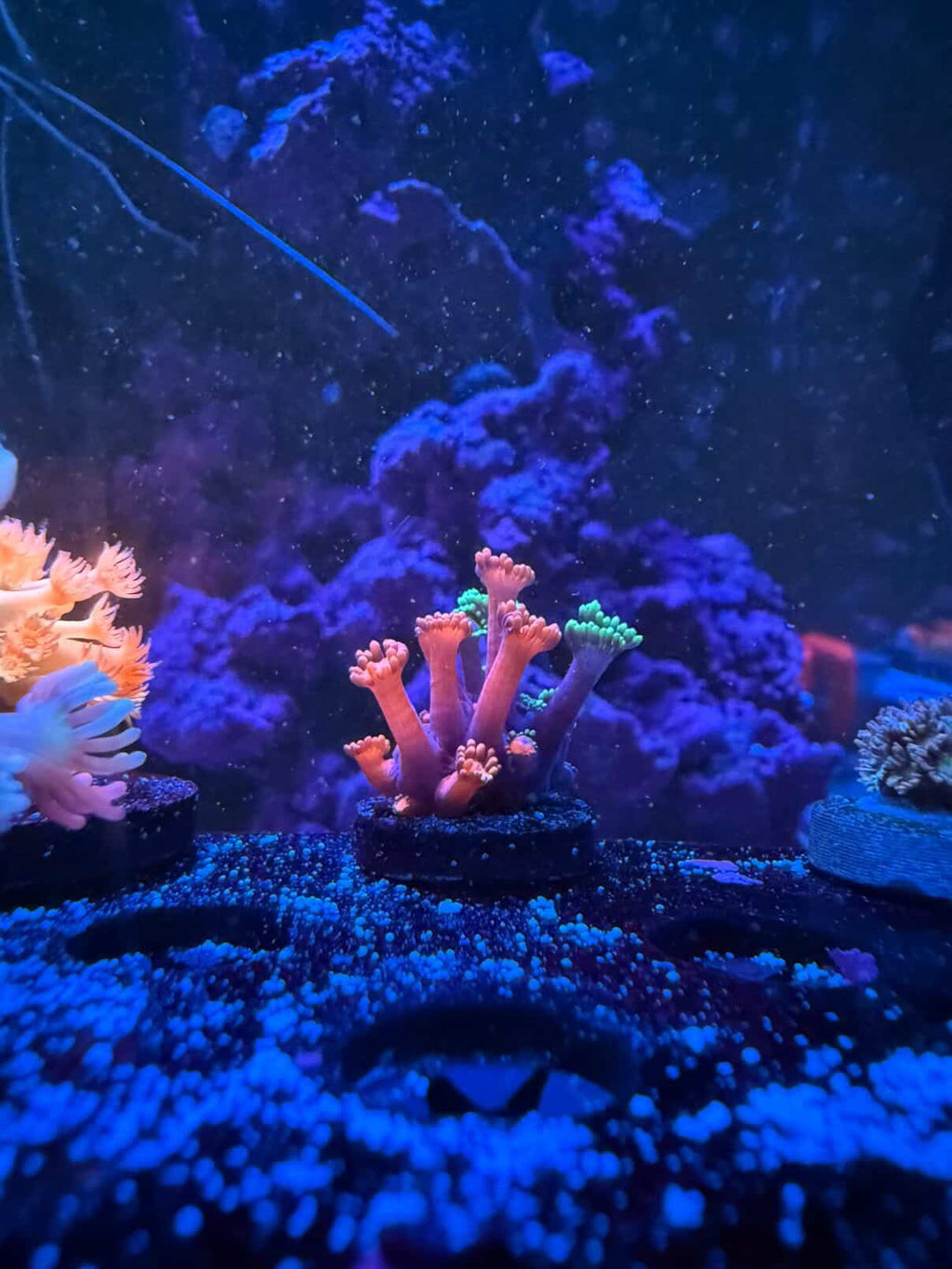 Grafted Goni