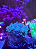 Glacier Pulse Glitter Goni