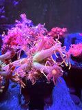 Flametip Goni