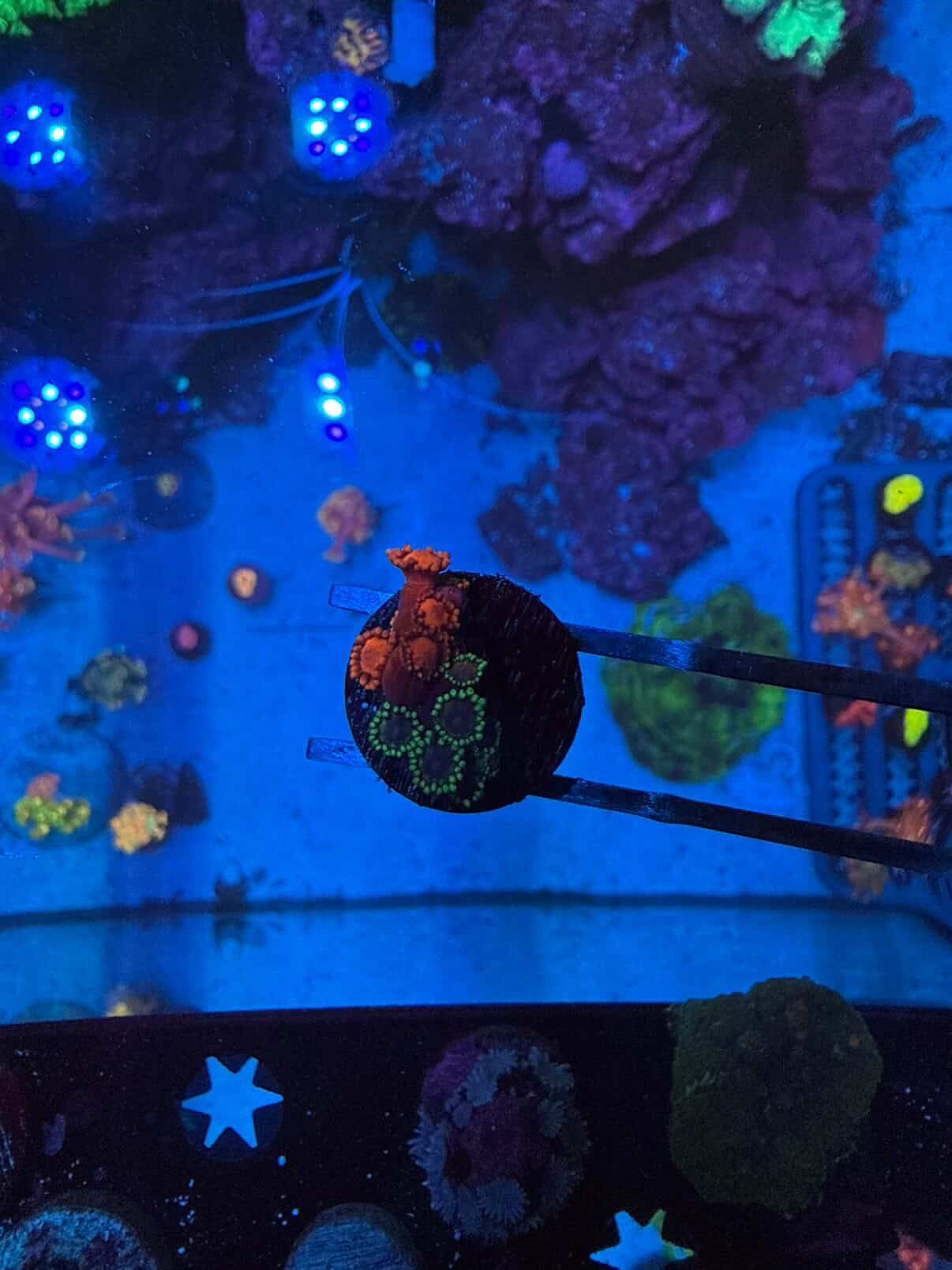 Grafted Goni