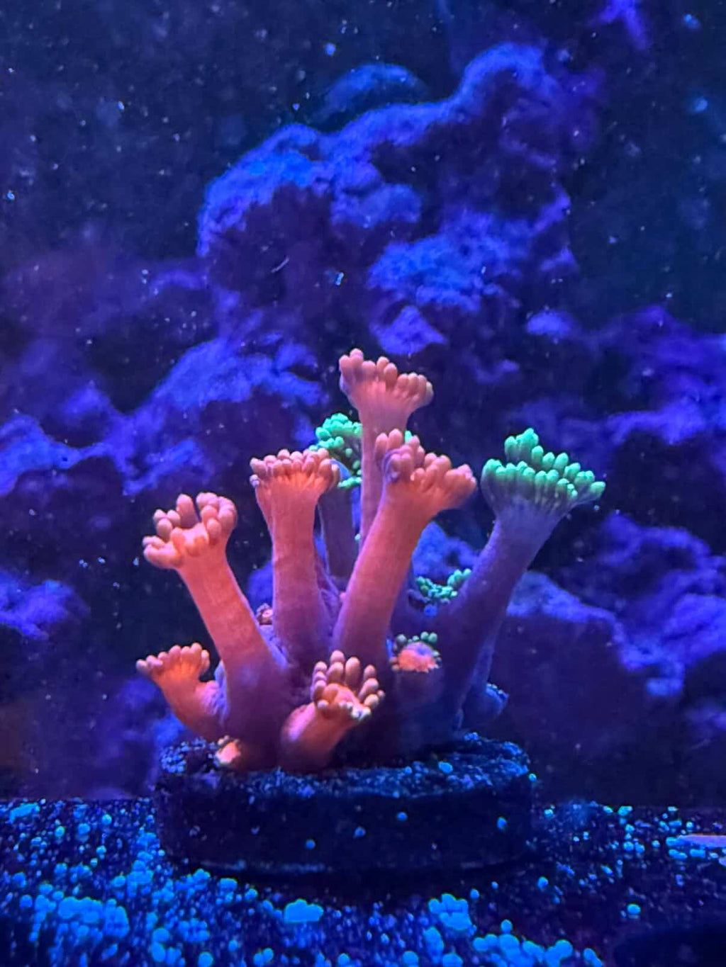 Grafted Goni