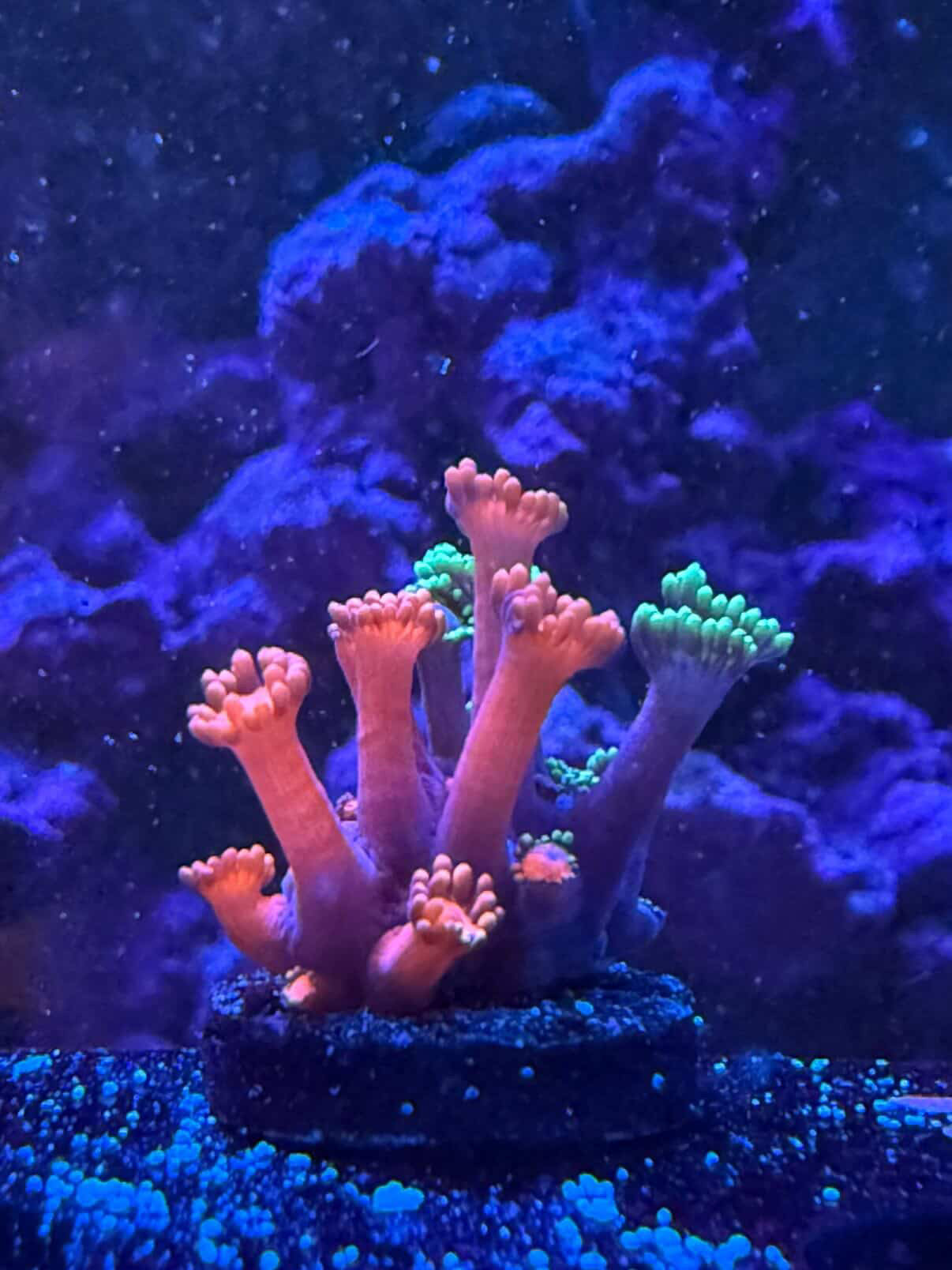 Grafted Goni
