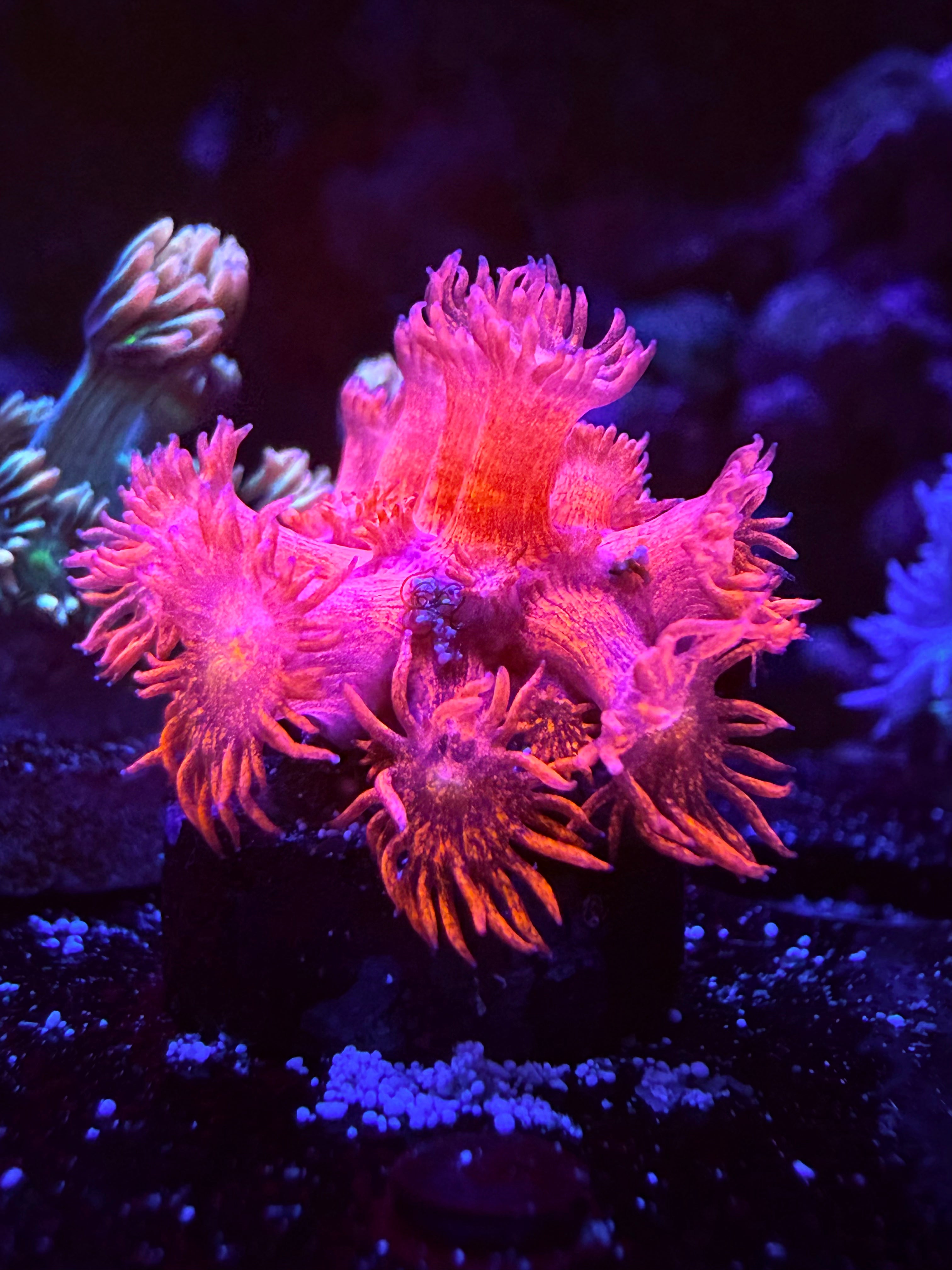 Pink Glitter Goniopora